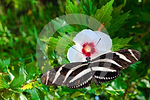 Zebra longwing butterfly