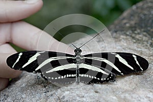 Zebra Longwing Butterfly