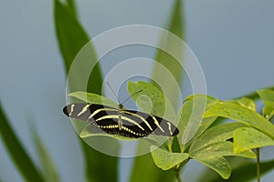 Zebra Longwing Butterfly