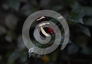 Zebra Longwing Butterfly