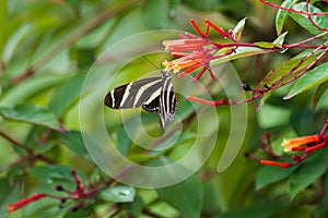 Zebra Longwing Butterfly