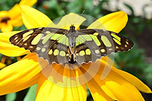 Zebra Longwing Butterfly