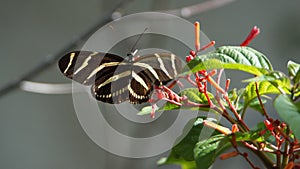 Zebra longwing butterfly at the Anne Kolb Nature Center