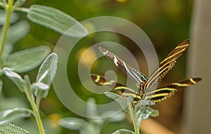 Zebra Longwing Butterfly Being Stalked by Another, Zebra Longwing Arizona Desert