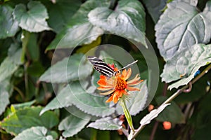 A Zebra Longwing butterfly on a blooming Mexican Flame Vine with a slightly blurred background