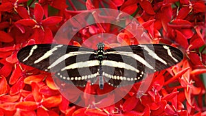 Zebra Longwing butterfly, dorsal view