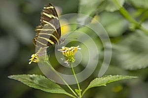 Zebra Longwing Butterfly Feeding