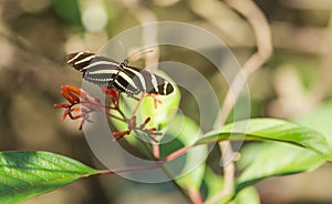 Zebra Longwing Butterfly feeding from flowers