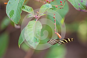 Zebra Longwing Butterfly feeding from flowers
