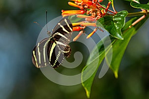 Zebra Longwing Butterfly Finding Nectar on Firebush Flowers, Lake Seminole Park, Florida