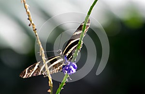 Zebra longwing butterfly on a flower