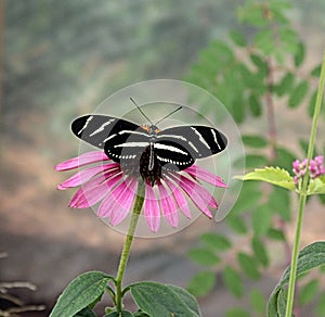 Zebra Longwing Butterfly and flowr