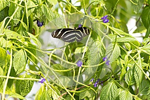 Zebra Longwing Butterfly In Green Garden