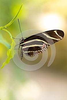 Zebra Longwing Butterfly On Green Leaf