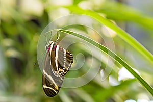 Zebra Longwing Butterfly Hanging from Leaf