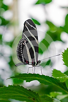 Zebra longwing butterfly, heliconius charithonia