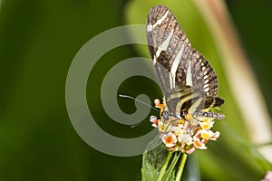 Zebra Longwing Butterfly (Heliconius Charithonia)