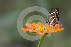 Zebra longwing butterfly heliconius charithonia on a beautiful orange flower Gerbera in a summer garden. In the amazone rainfo