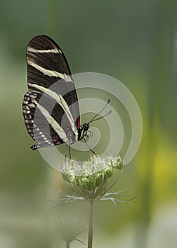 Zebra longwing butterfly heliconius charithonia on a beautiful white flower Gerbera in a summer garden. In the amazone rainfor