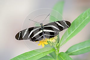 Zebra longwing butterfly heliconius charithonia on a beautiful yellow flower in a summer garden. In the amazone rainforest