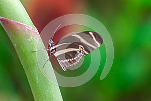 Zebra longwing butterfly, Heliconius Charitonia