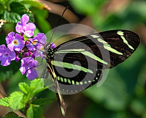 Zebra Longwing Butterfly on Lantana