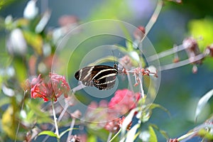 Zebra Longwing Butterfly
