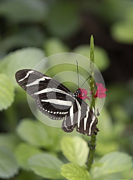 Zebra Longwing butterfly on Pink Flower