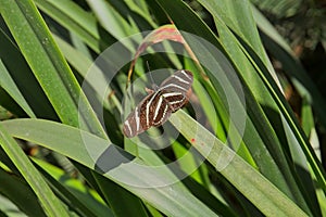 A Zebra Longwing butterfly on a plant.