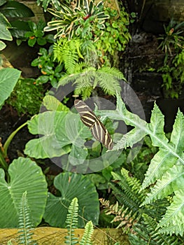 A Zebra Longwing Butterfly on plant leaves