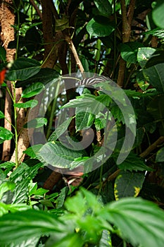 A Zebra Longwing Butterfly on plant leaves