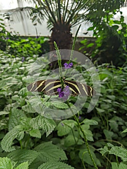 A Zebra Longwing Butterfly on plant leaves