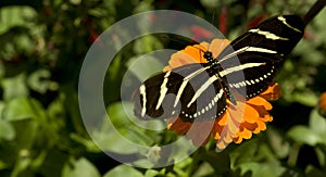 Zebra Longwing Butterfly Resting on Garden Flower