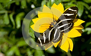 Zebra Longwing Butterfly Resting on Yellow Garden