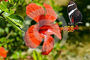 Zebra longwing butterfly on a Rose of China flower