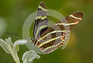 Zebra Longwing Butterfly on Sage in Arizona Desert