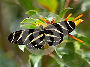 Zebra Longwing Butterfly with Spread Wings