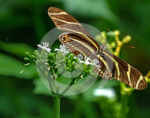 Zebra Longwing Butterfly on White Flower