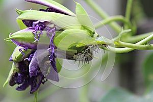 Zebra longwing caterpillar on passionvine flower