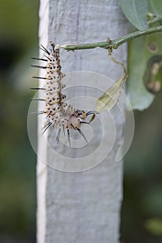 Zebra Longwing Caterpillar Ready to Pupate Hanging from a Stem