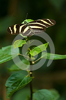 Zebra Longwing (heliconius charithonia)