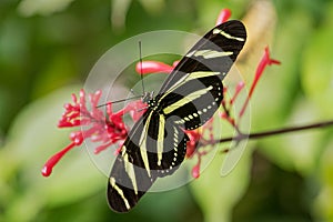 Zebra Longwing - Heliconius charithonia