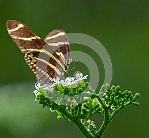 Zebra Longwing  Heliconius Charithonia on White Flower