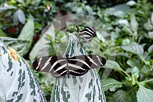 Zebra Longwing, Heliconius charitonia - butterfly,close up