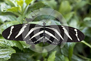 Zebra Longwing, Heliconius charitonia - butterfly