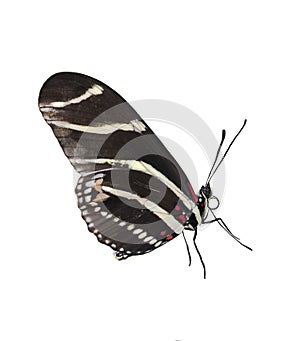 Zebra Longwing (Heliconius Charitonius) Butterfly