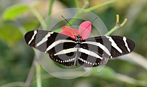 Zebra longwing Heliconius charitonius butterfly sitting on a flower in Mariposario del Drago Butterfly Park,Icod,Tenerife photo