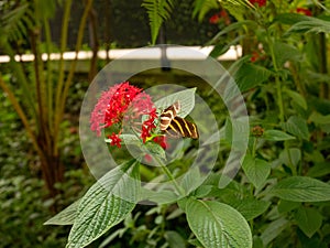 The Zebra Longwing Perched on a Red Flower