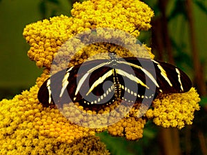Zebra Longwing State Butterfly of Florida