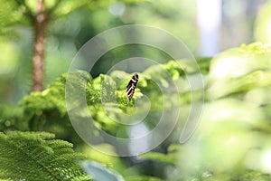 Zebra Longwing on Tree